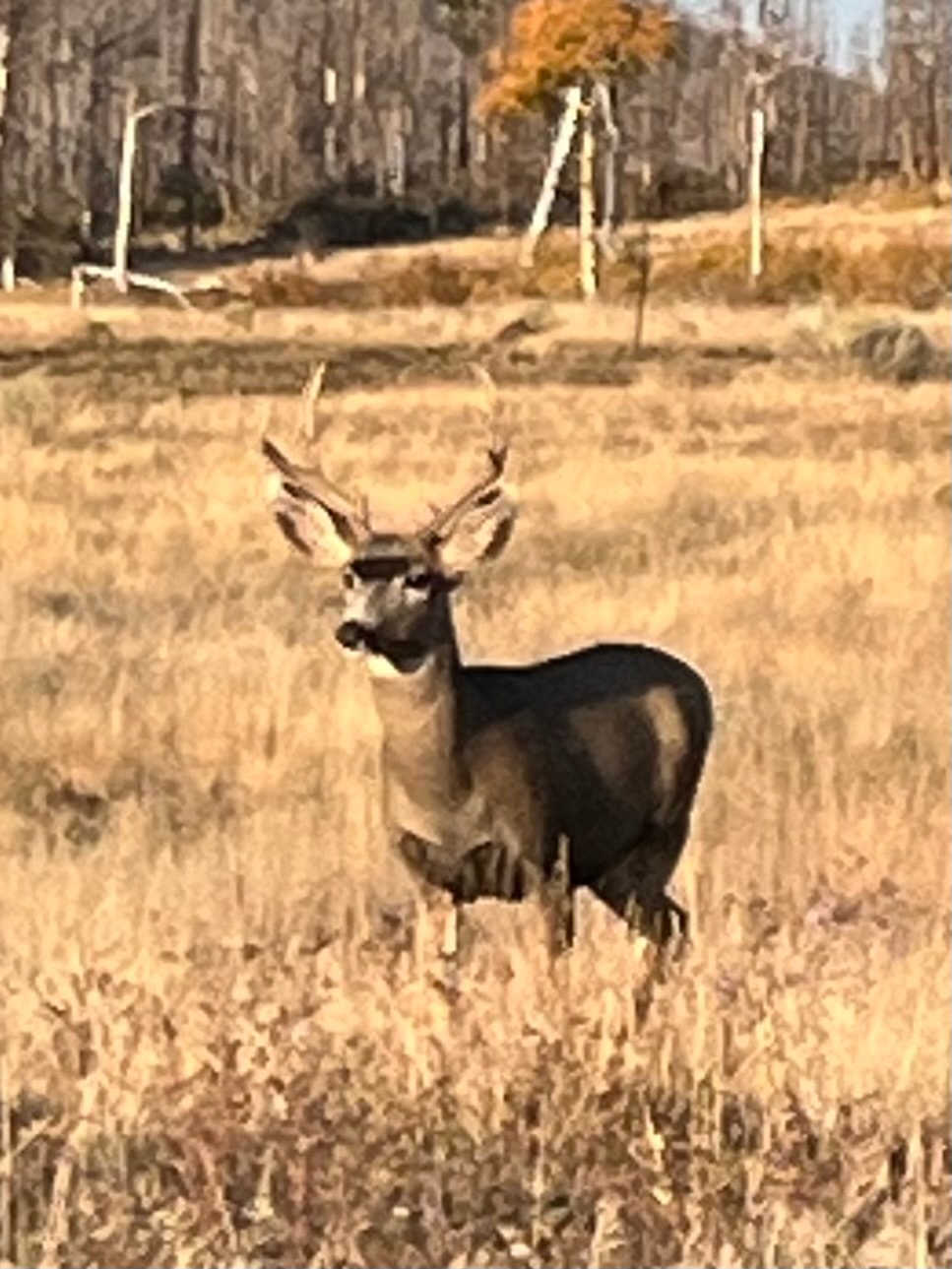 Mule deer buck in Forbes Park