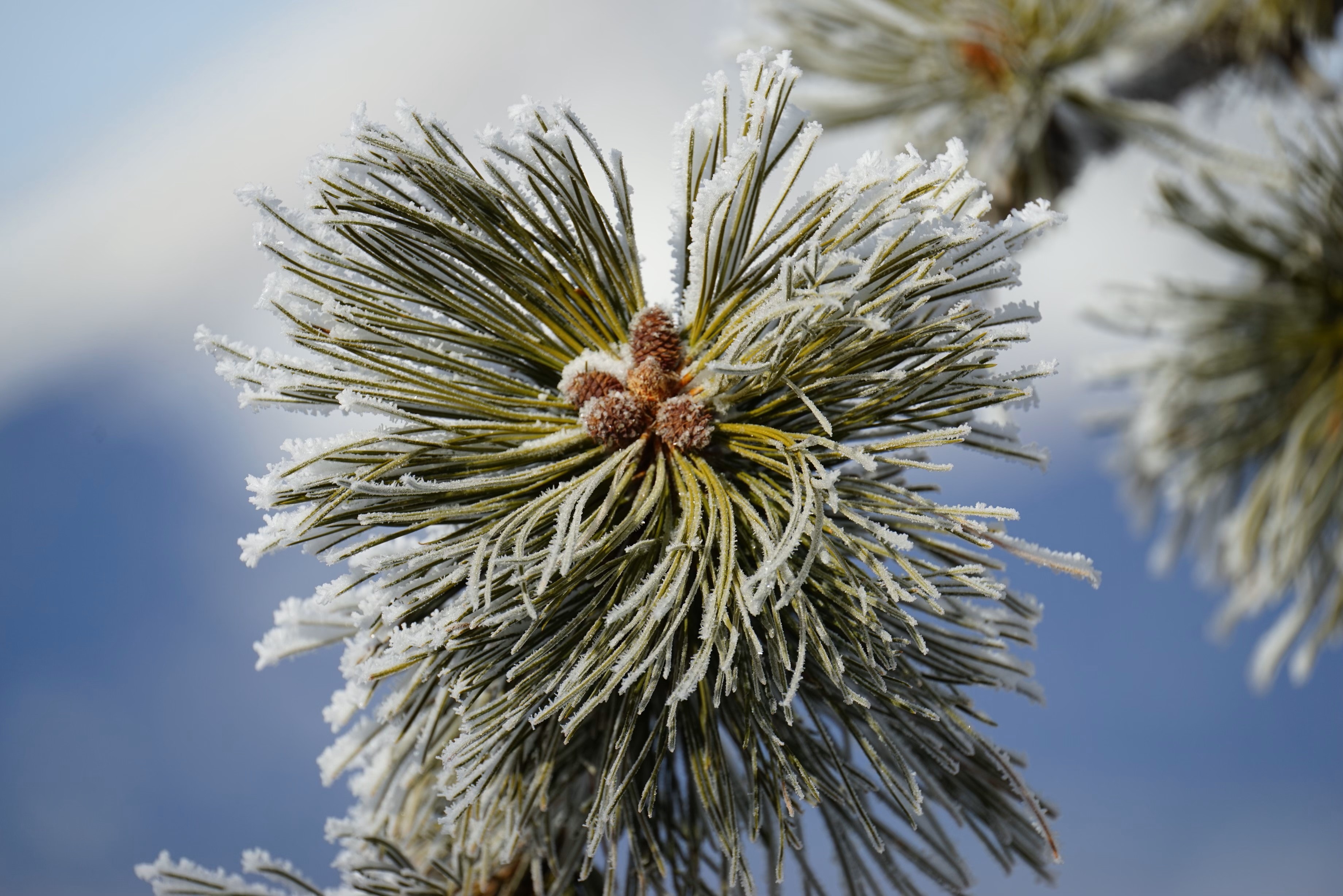 Frost-covered pine needles in Forbes Park