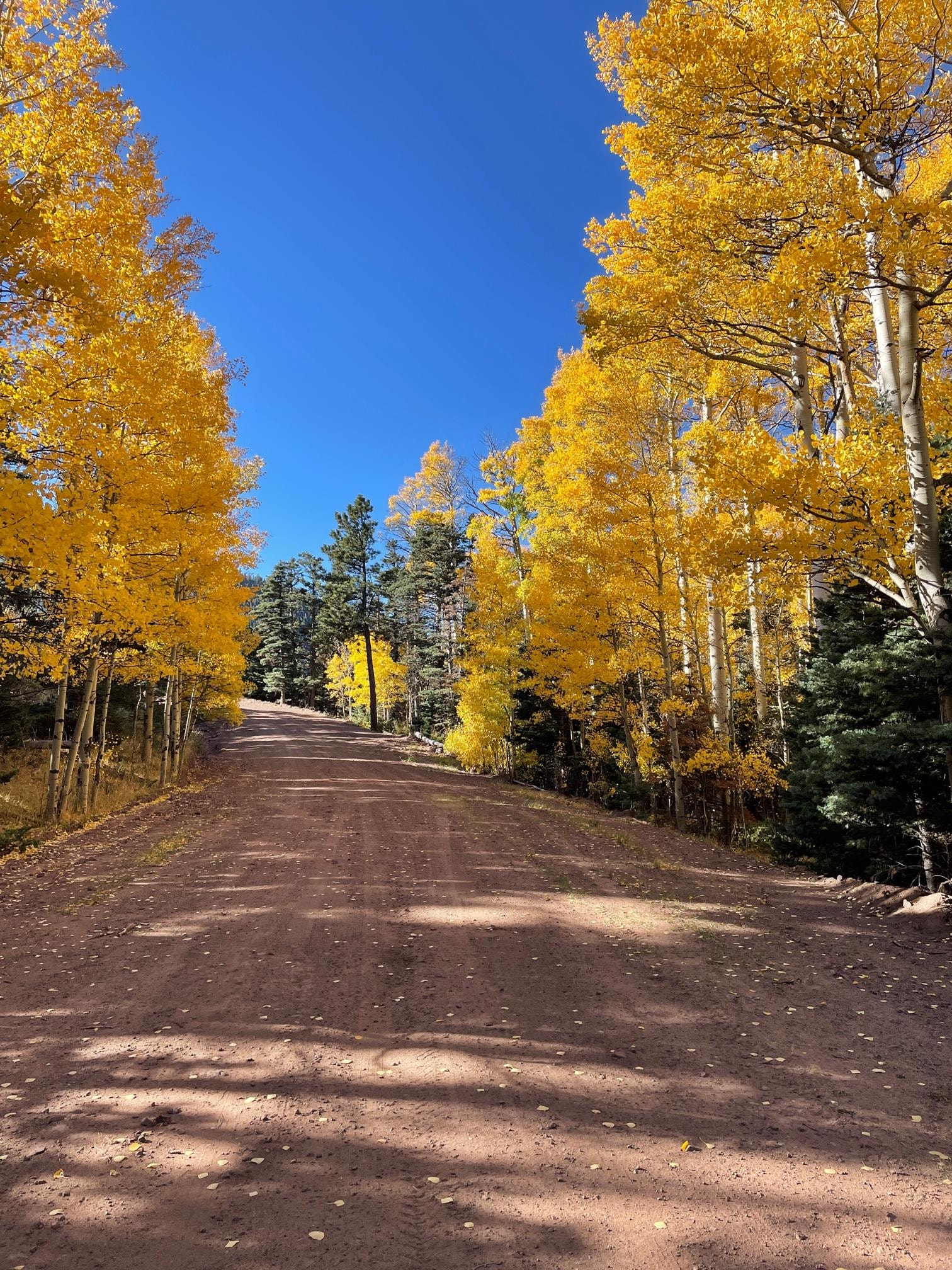 Golden aspen-lined dirt road in fall color at Forbes Park