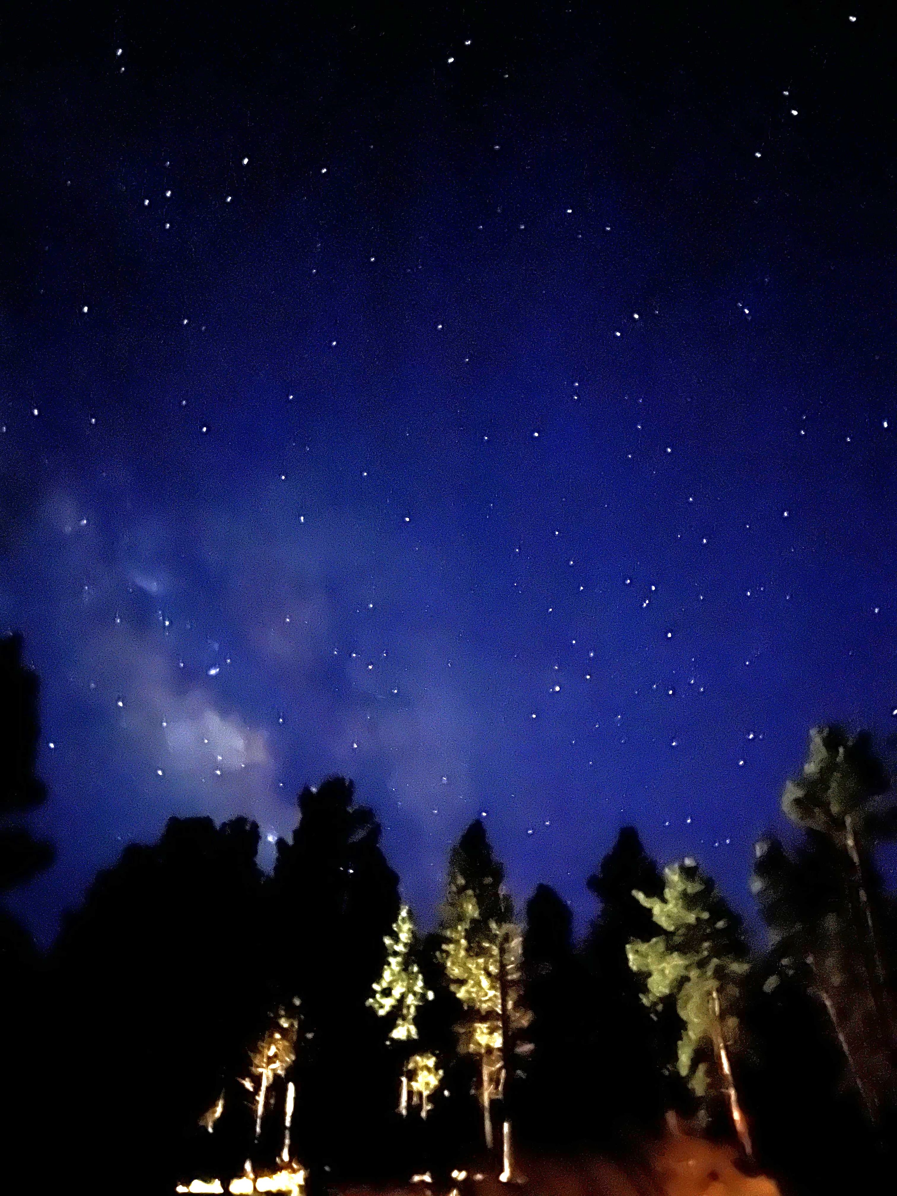 Milky Way starry night sky over illuminated pine trees with campfire glow