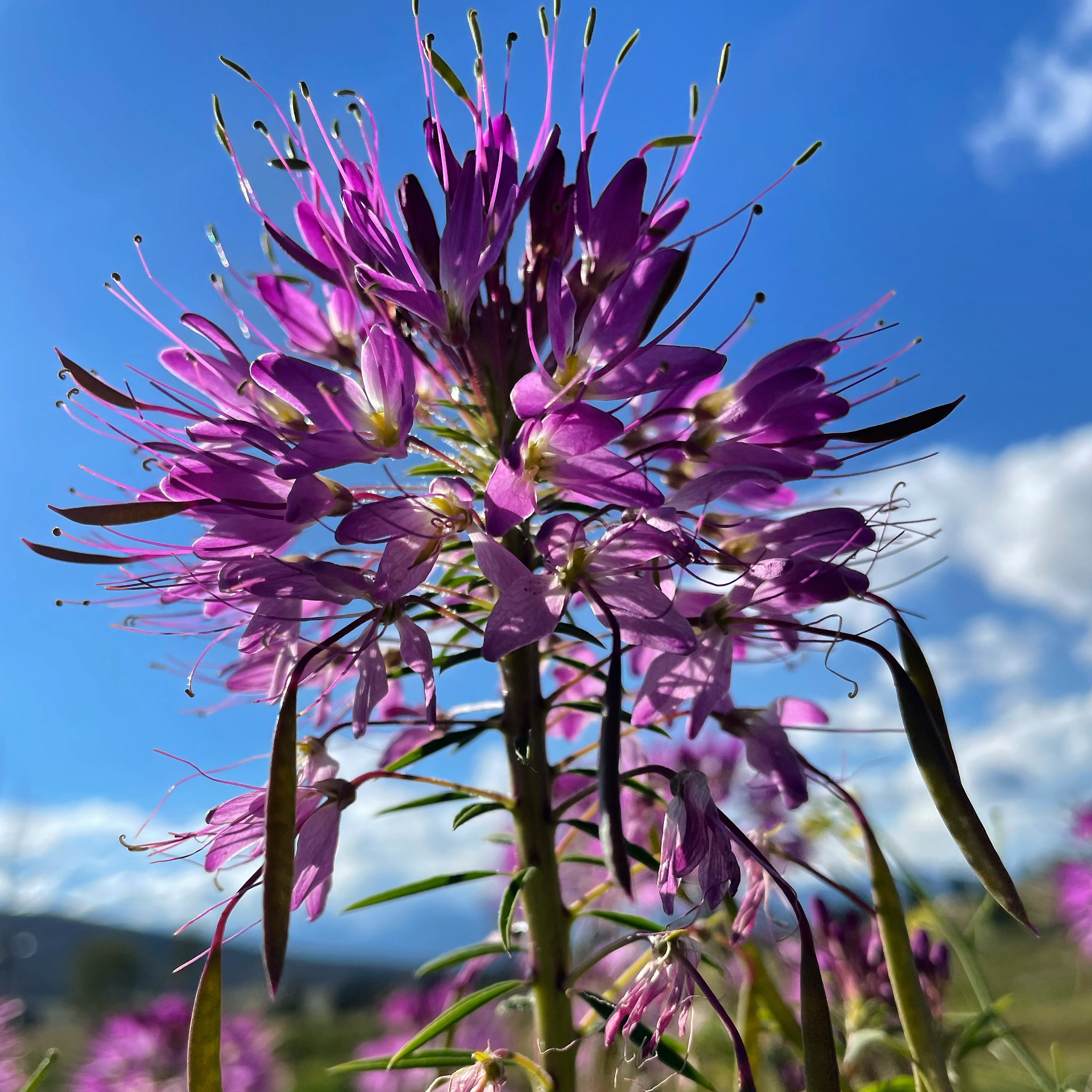 Purple Rocky Mountain bee plant wildflower close-up against blue sky