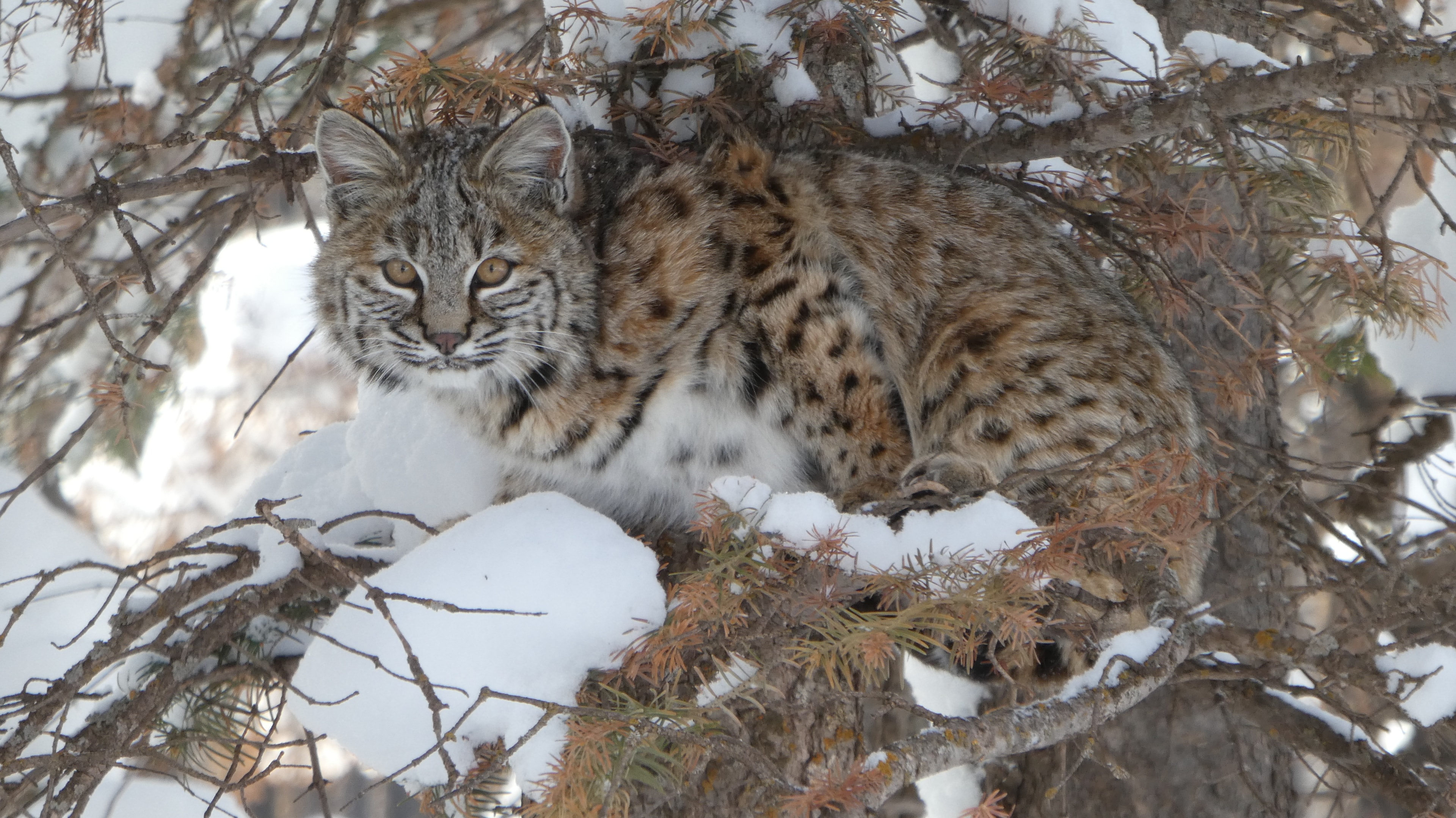 Bobcat resting in a snow-covered pine tree at Forbes Park