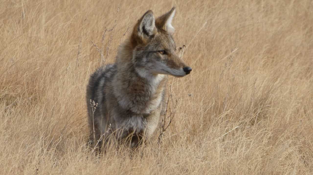Coyote standing in dry golden grassland at Forbes Park