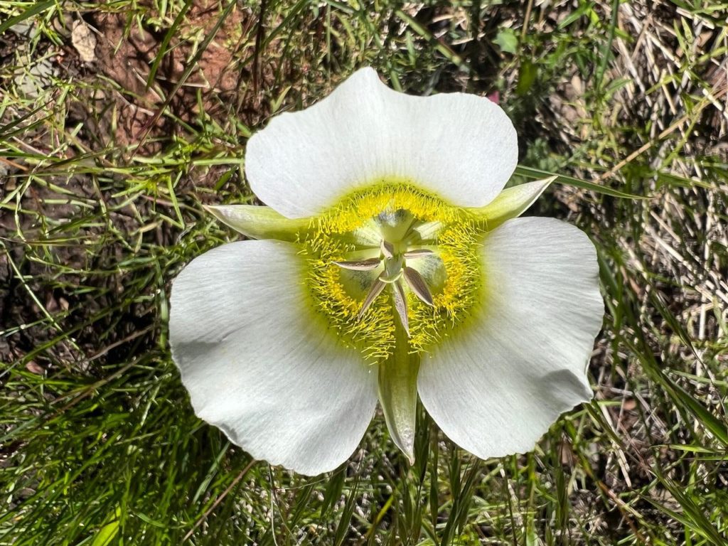 White wildflower close-up with yellow center