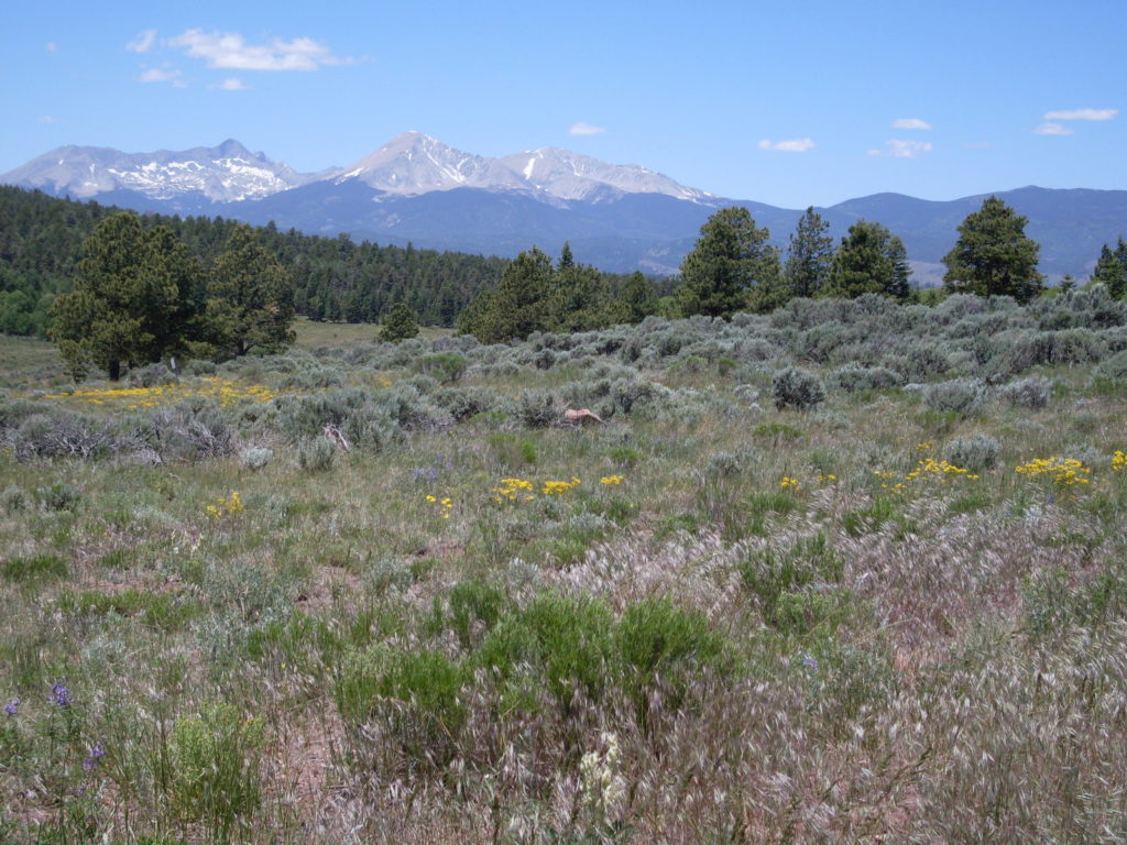 Wildflower meadow with Colorado mountain landscape